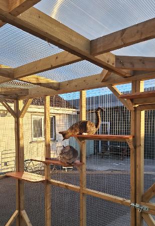 two curious kittens in their outdoor cat enclosure