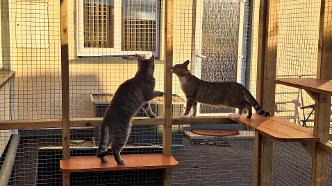 two playful kittens in their catio