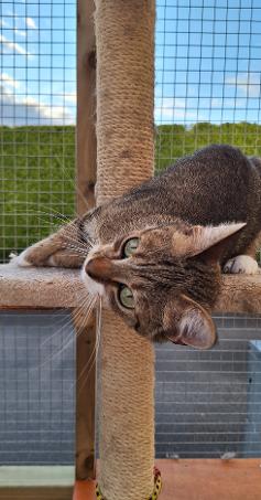 beautiful tabby cat lounging in his outdoor cat pen