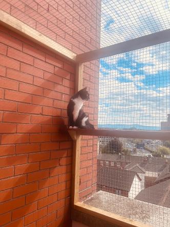 cat perched up high in catio overlooking Dublin city
