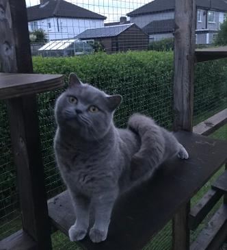 Beautiful British short hair grey cat relaxing in catio