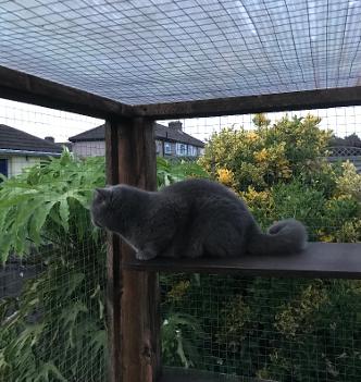 British short hair cat sitting in his outdoor pet enclosure
