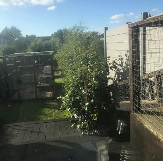 Freestanding Catio with connecting tunnel