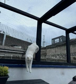 white cat enjoying his enclosed courtyard garden catio in Dublin, Ireland