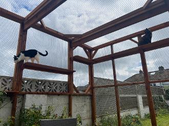 Two cats climbing high inside enclosed outdoor Catio