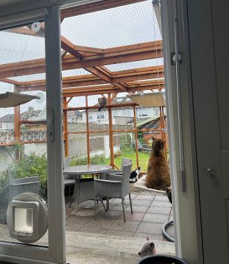 Cats chilling in their safe outdoor space